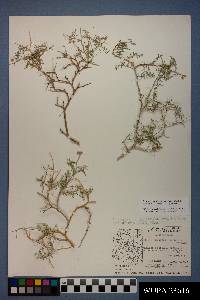 Psorothamnus thompsoniae image